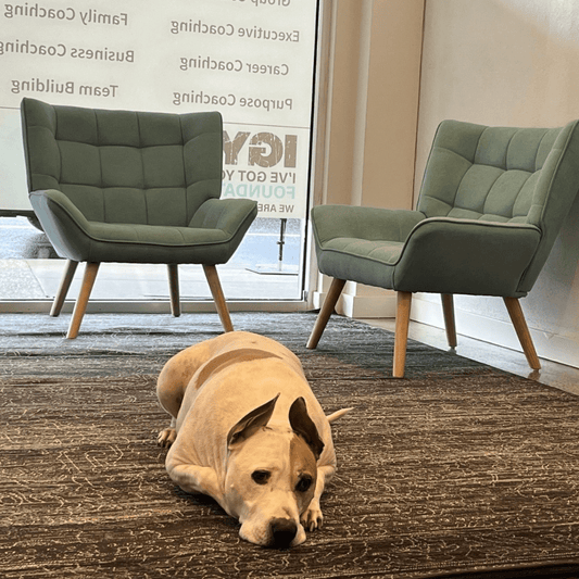 Our new dog-friendly office - IGY6 Foundation